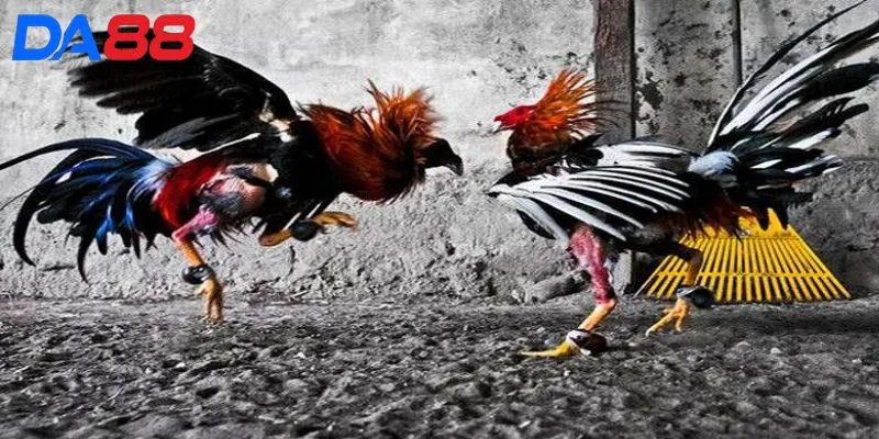 Đá Gà DA88 - Sân chơi kịch tính, tỷ lệ thưởng hấp dẫn - RIXO.GAMES